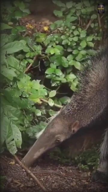 Hewan Giant Anteater si Raksasa Pemakan Semut #bukupintar #anteater #edukasi #shorts #faktahewan смотреть онлайн