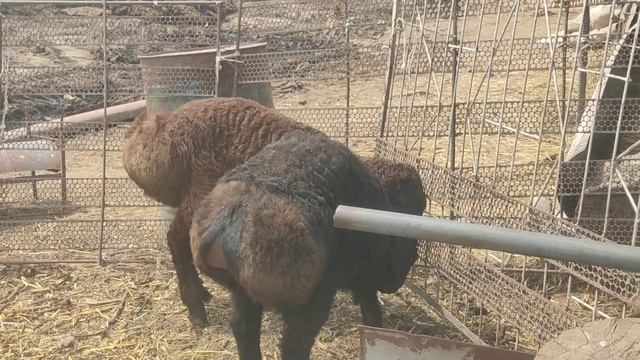 (1257) уже смотрят Гаджи твоих ягнят в продаже 😉 не хотят в России их отпускать смотреть онлайн