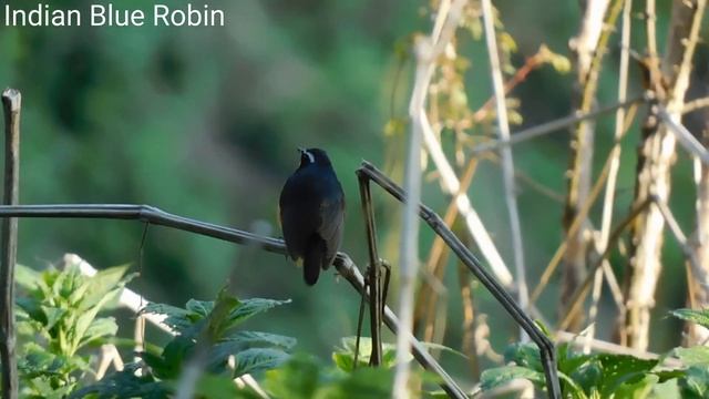 Indian Blue Robin#earlybird #himalayanbird #birdsofindia #naturelovers #bird #birdspecies #ebird смотреть онлайн
