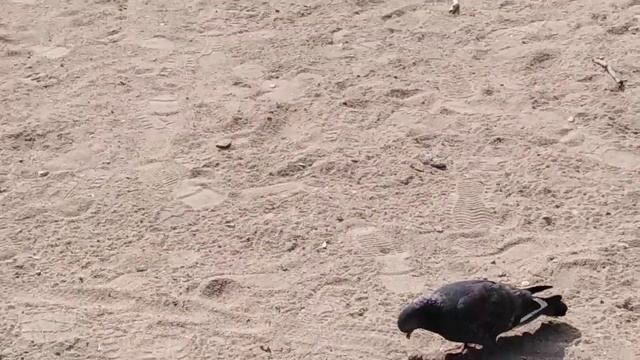 ГОЛУБЬ ЖРËТ ГОВНО смотреть онлайн