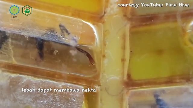 RUINBI смотреть онлайн