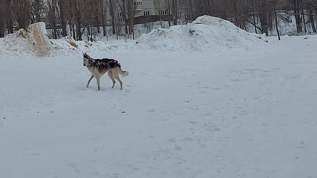 16.01.21 бегает в парке смотреть онлайн