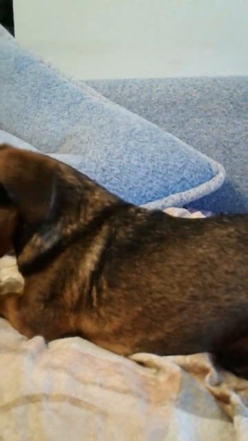 У собаки нервный срыв / at a dog nervous breakdown смотреть онлайн