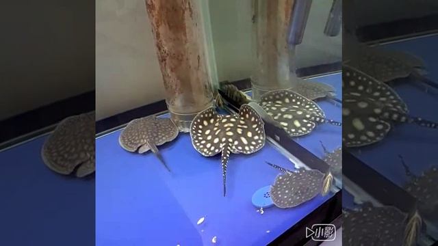 Stingray смотреть онлайн