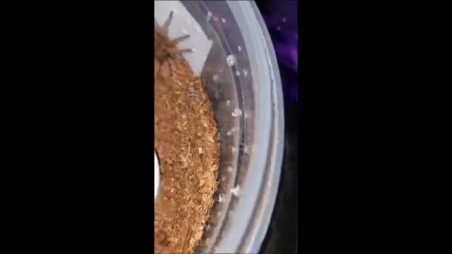 Brachypelma emilia (red leg) sling feeding смотреть онлайн