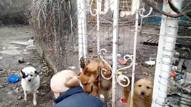 Забота о тех, кого приручили смотреть онлайн