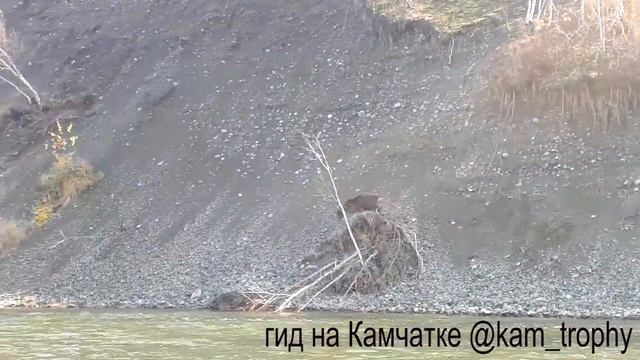 Встреча с медведем на Камчатке смотреть онлайн