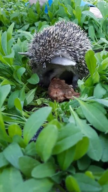 Голодный ёж) смотреть онлайн