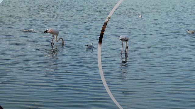 COSTA BLANCA: flamingos, hike to Penyal d'Ifac, bike to Port Saplaya |Costa Blanca za popotnike| смотреть онлайн