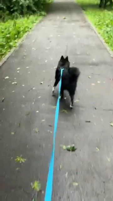 И у собак есть лучшие друзья #собака #dog #pomsky #puppy #husky смотреть онлайн