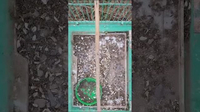 щегол чир чирак смотреть онлайн
