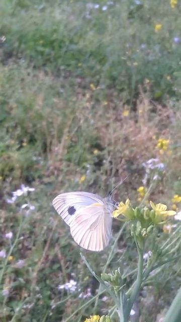 Butterfly 🦋 || #villagebeauty #jimcorbett #butterfly смотреть онлайн