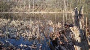 Клондайк для Пчеловода!Дымарь!Советы  канала Гены Петрухина?!#пчёлы #пчеловодство  #пчелопродукты