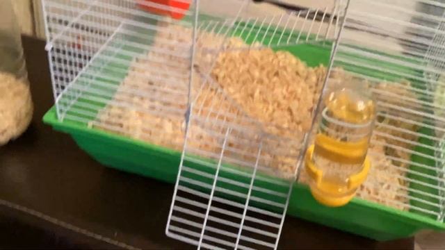 Как нужно ухаживать за джунгарским хомиками смотреть онлайн