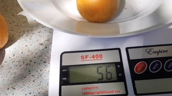 Пінк Кот ,Дуже гарний абрикос.!!!