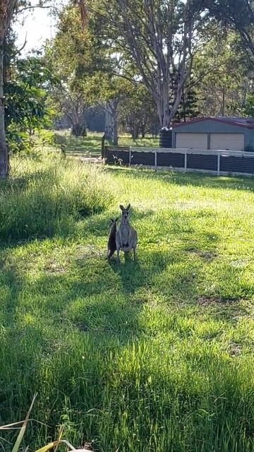 Кенгуру гуляют по улицам Австралии #австралия #shorts #кенгуру смотреть онлайн