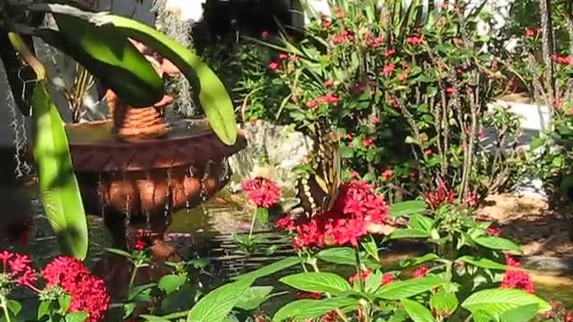Butterflies at Fountain смотреть онлайн
