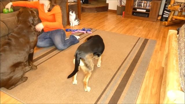 Rogz Dog Toys Review смотреть онлайн