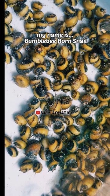 Bumblebee Horn Snail смотреть онлайн