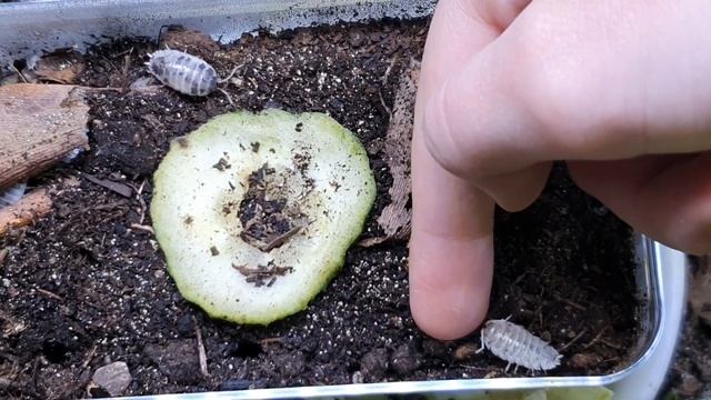 Panda Asseln (Porcellio Laevis "Panda") - für das Terrarium смотреть онлайн
