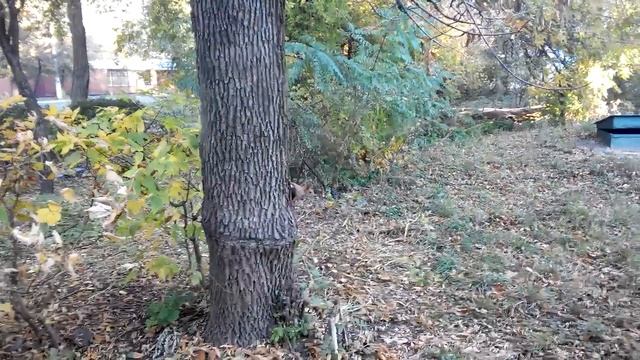 Белка возле моего дома смотреть онлайн