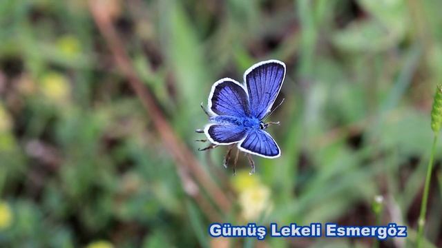 Gümüş Lekeli Esmergöz / Aytekin Yaşar смотреть онлайн