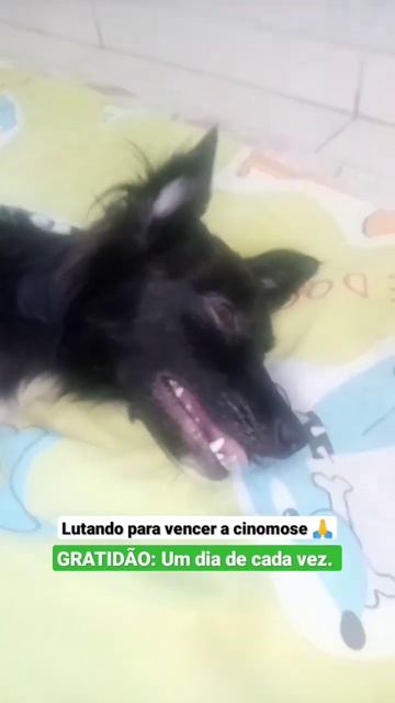 Lutando para vencer a Cinomose: Estágio e Tratamento смотреть онлайн