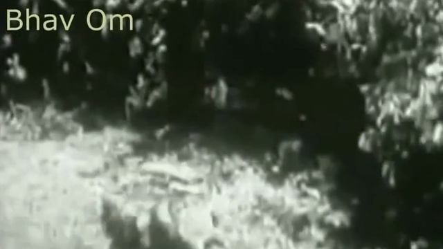 Giant python vs tiger: Real fight _ Great python attack tiger смотреть онлайн
