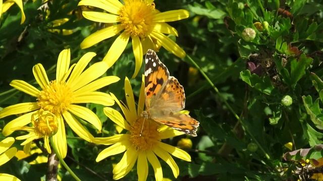 Borboleta bela-dama (Vanessa cardui) a alimentar-se nos malmequeres смотреть онлайн