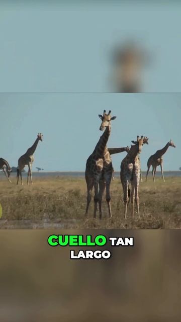 Las Consecuencias Cardiovasculares en las Jirafas #shortsviral #shortsfeed смотреть онлайн
