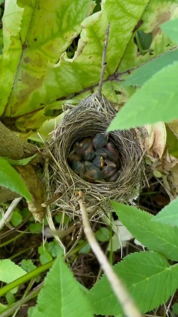 chicks in the nest | птенцы в гнезде. #shorts смотреть онлайн