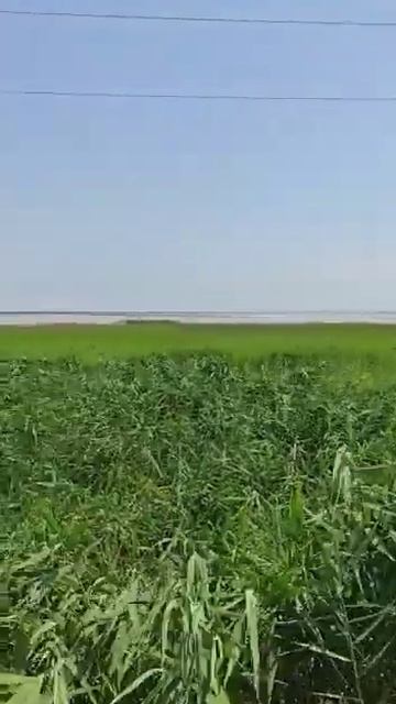 Розовое озеро в Крыму под Евпаторией смотреть онлайн