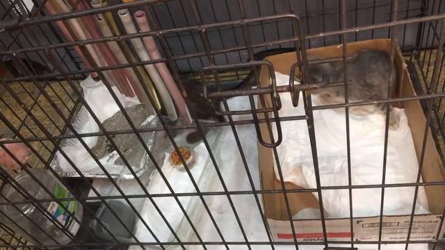 🇺🇸Кошак с Кошандрой осваиваются в новом доме 🇺🇸 смотреть онлайн