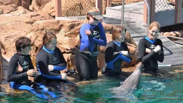 SeaWorld Dolphin Interaction - April 25, 2011 смотреть онлайн