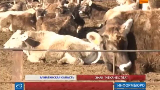 Фермеры просят навести порядок на скотных рынках смотреть онлайн