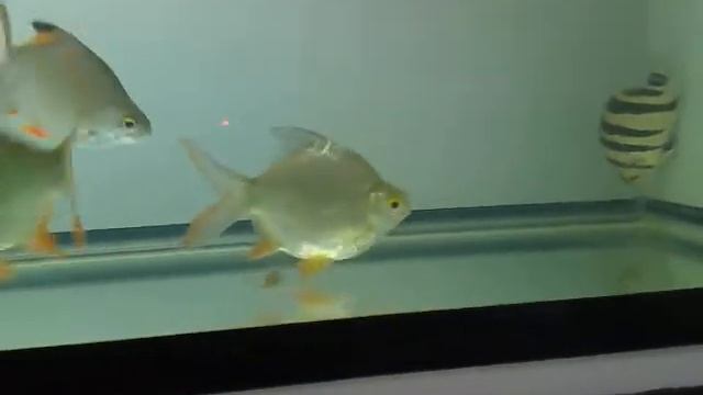Barbodes altus.mp4 смотреть онлайн