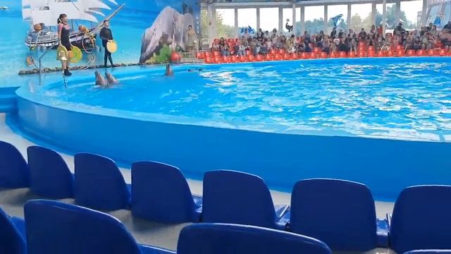 Шоу дельфинов смотреть онлайн