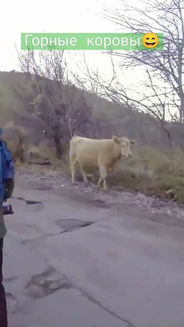 Горные коровы, рыжий бык на дороге #алматы смотреть онлайн