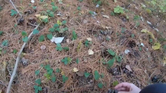 Закрытие велосезона, 2021. Село Кустово. Гуси, куры, муравьи и пёса смотреть онлайн