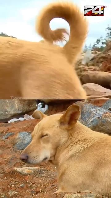 🥹🐾 #pets #petsofyoutube #dogs #doglover #wayanad #wayanadlandslide смотреть онлайн