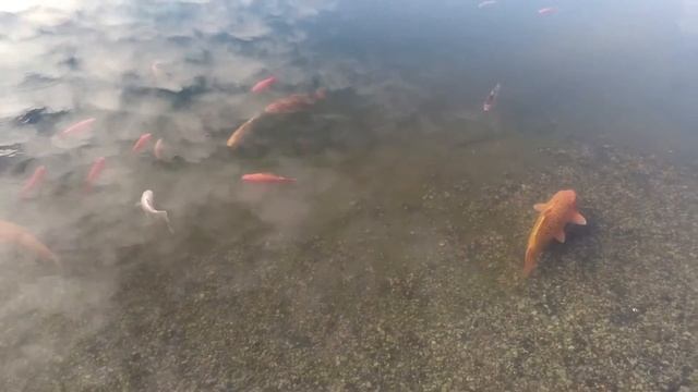 #Koi and ornamental fishes in our pond #Кои и другие декоративные рыбки в нашем пруду / Koi karpiai смотреть онлайн