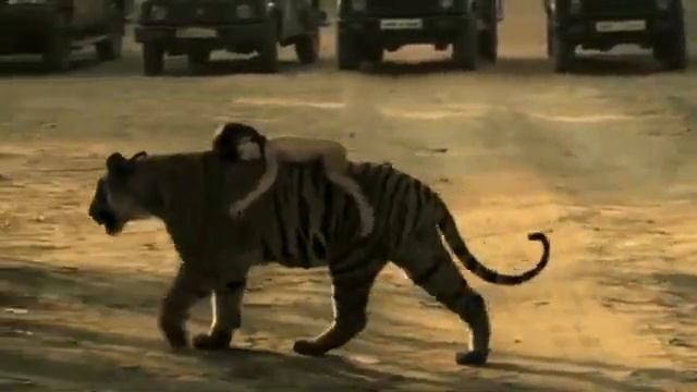 Вот он реальный маугли Тигр и ребенок смотреть онлайн