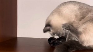 Первые роды шотландской кошки. Кошка рожает.