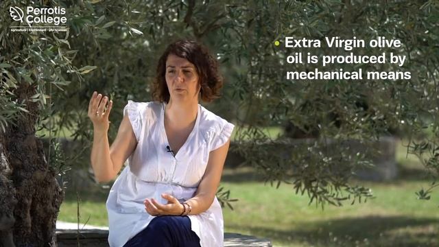 A Talk on the Blessed Olive Tree смотреть онлайн