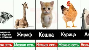 Какое мясо МОЖНО ЕСТЬ и НЕЛЬЗЯ ЕСТЬ по исламу?