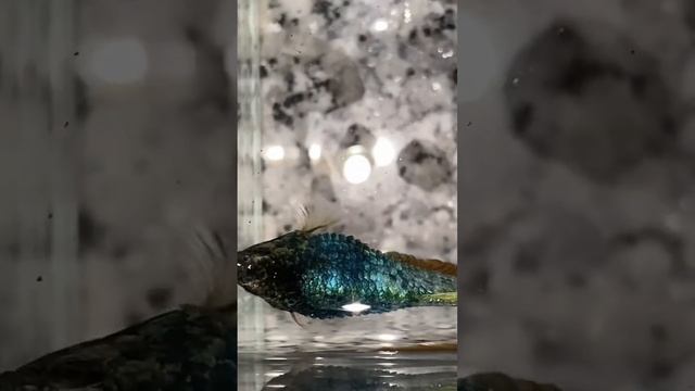 Căn bệnh khó trị ở cá betta #bettahcm #galaxy #nemo #redfancy #bettaindonesia #bettafish #koigalaxy смотреть онлайн