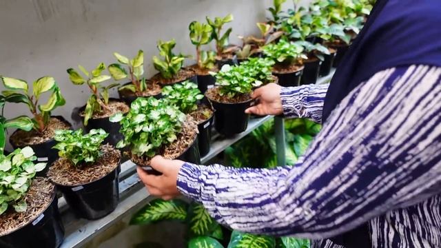 Menawarkan Tanaman Hias Koleksian Unik Cantik Menarik Murah Meriah смотреть онлайн