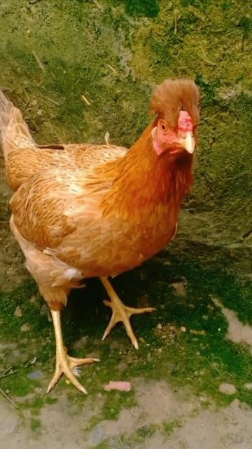 Beautiful Hen Video 🐔🐔 #shorts смотреть онлайн