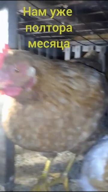 ну совсем большие.:) смотреть онлайн