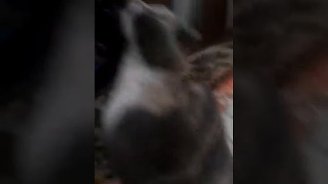Рассказ о своей кошке смотреть онлайн